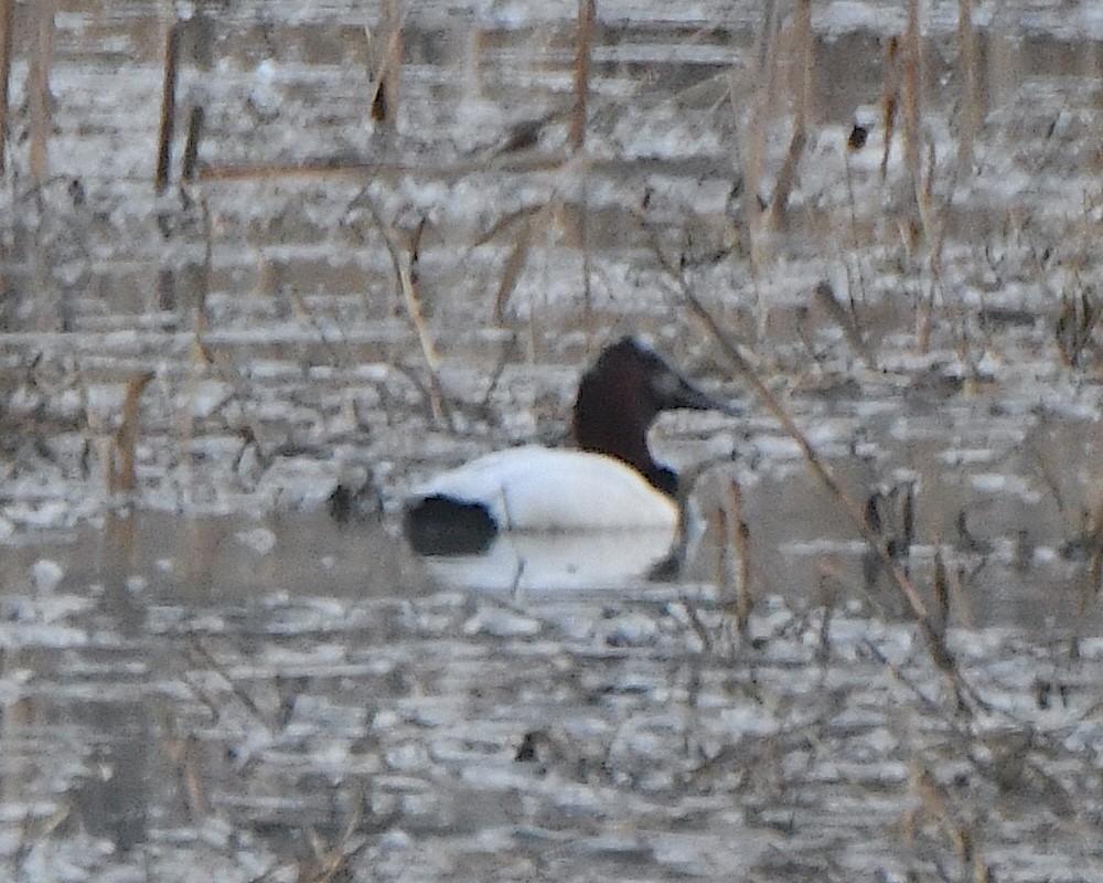 Canvasback - ML650997962