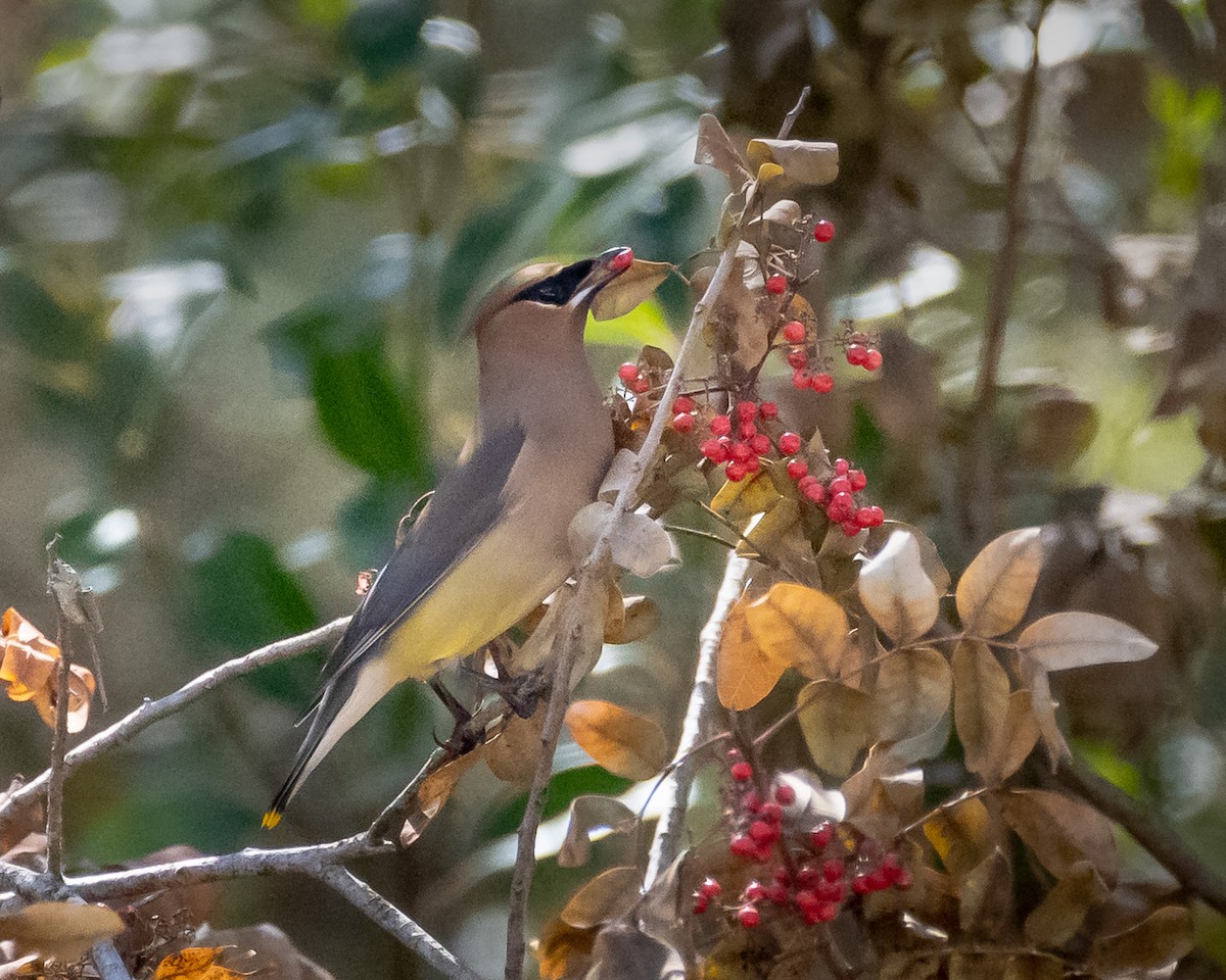 ציצנית אמריקנית - ML650998006