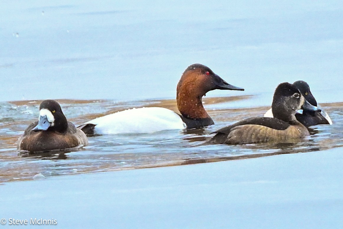 Canvasback - ML650998018