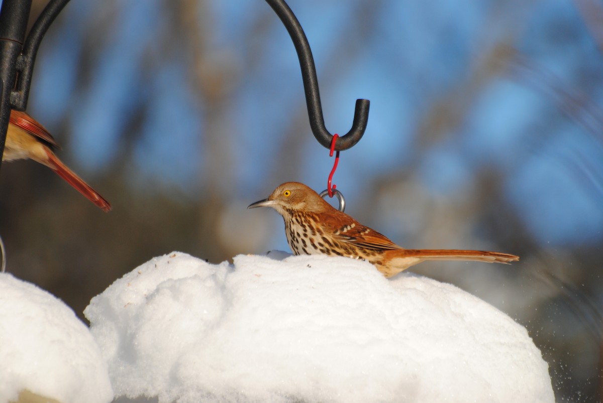 Brown Thrasher - ML650998240