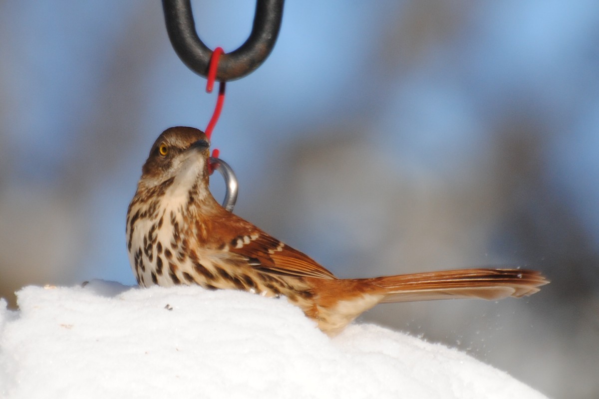 Brown Thrasher - ML650998241