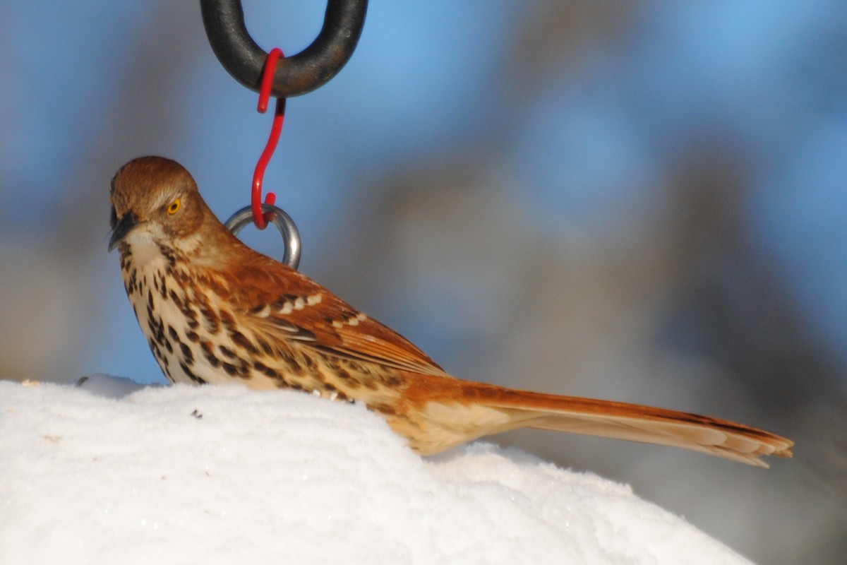 Brown Thrasher - ML650998242