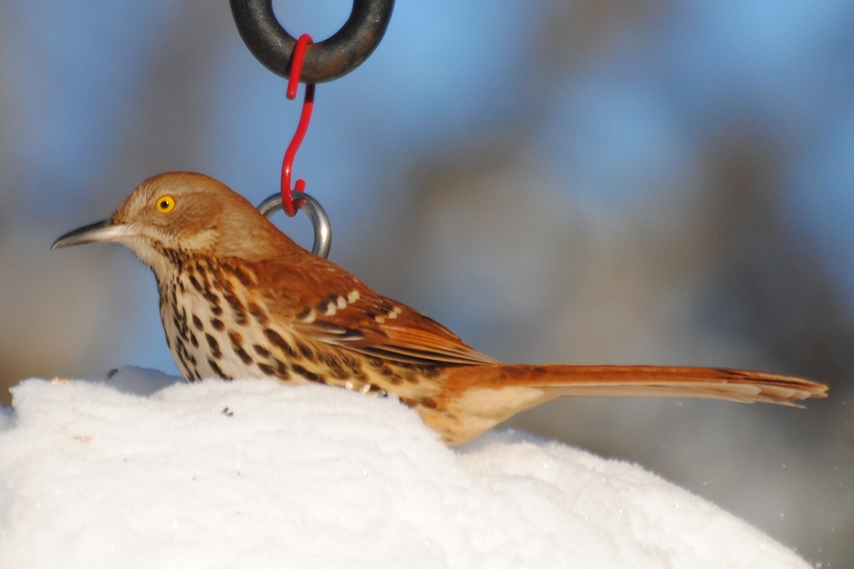 Brown Thrasher - ML650998243