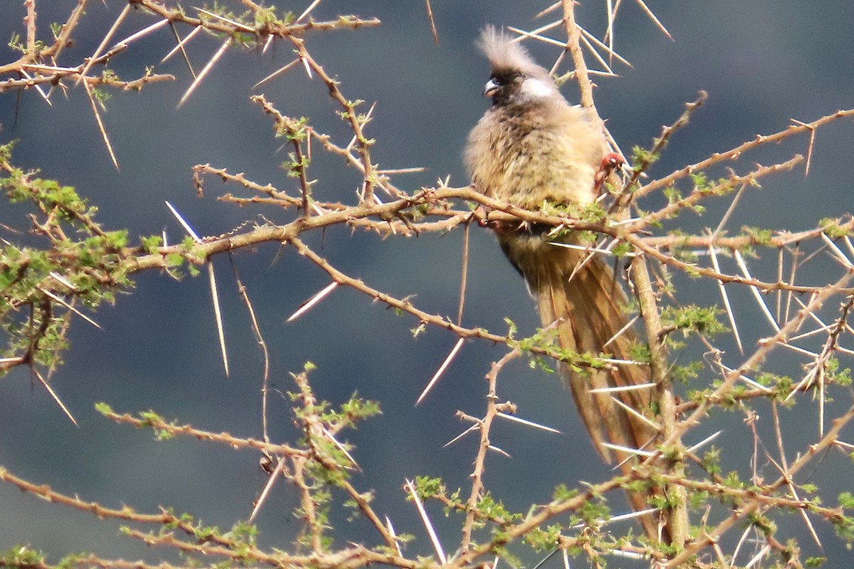 Бурокрылая птица-мышь - ML650998329