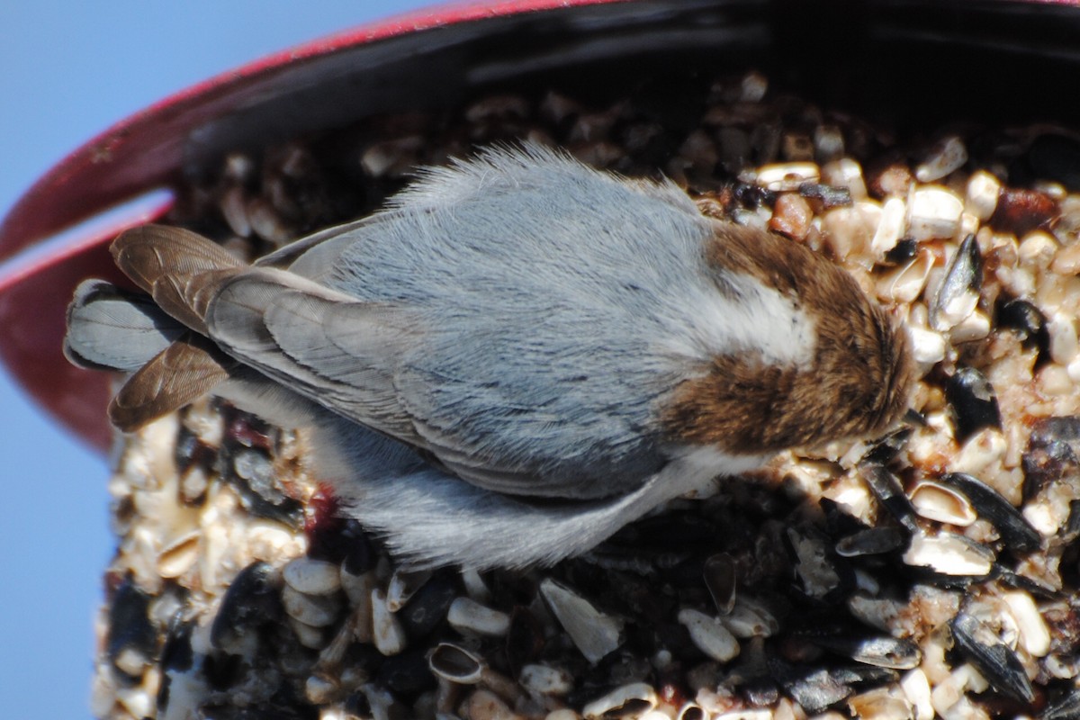 Boz Başlı Sıvacı - ML650998570