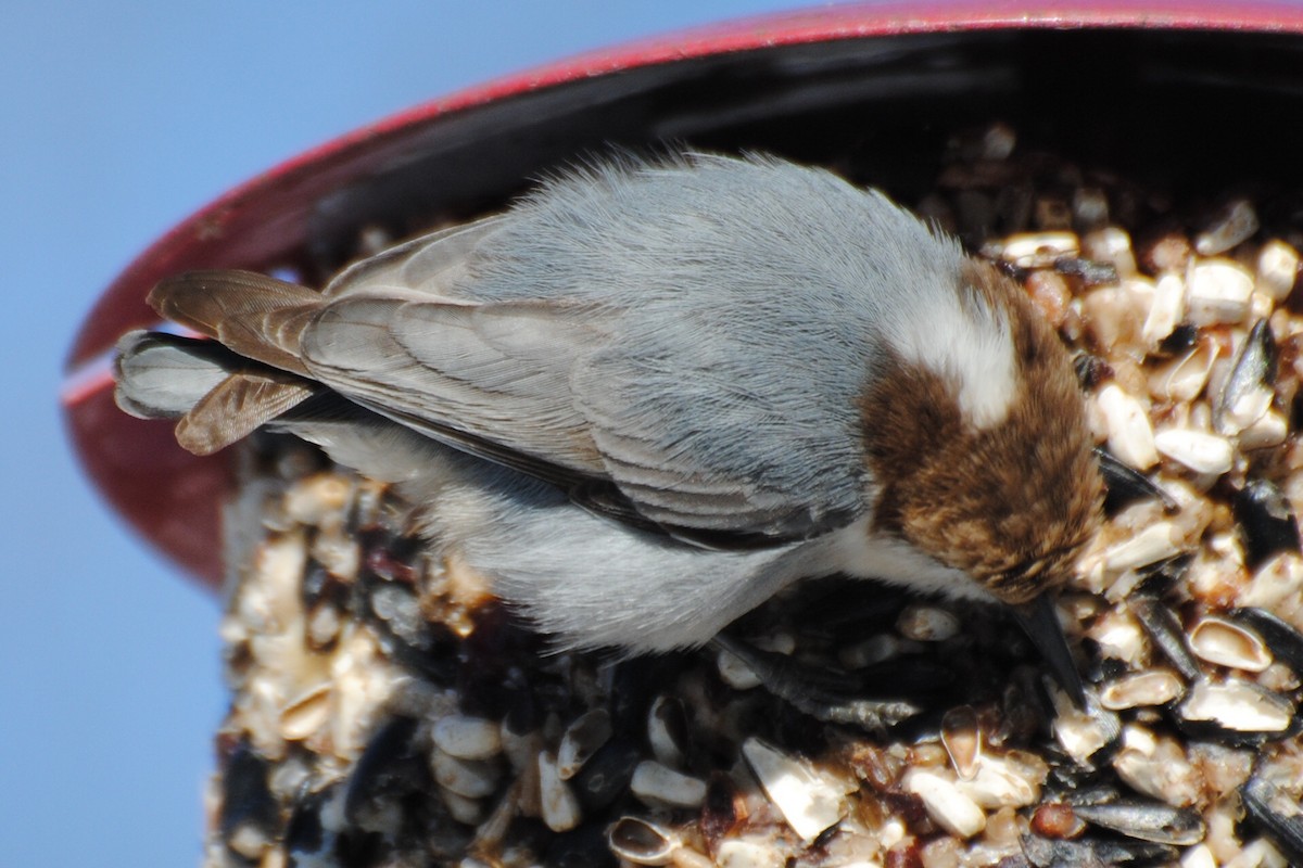 Boz Başlı Sıvacı - ML650998571