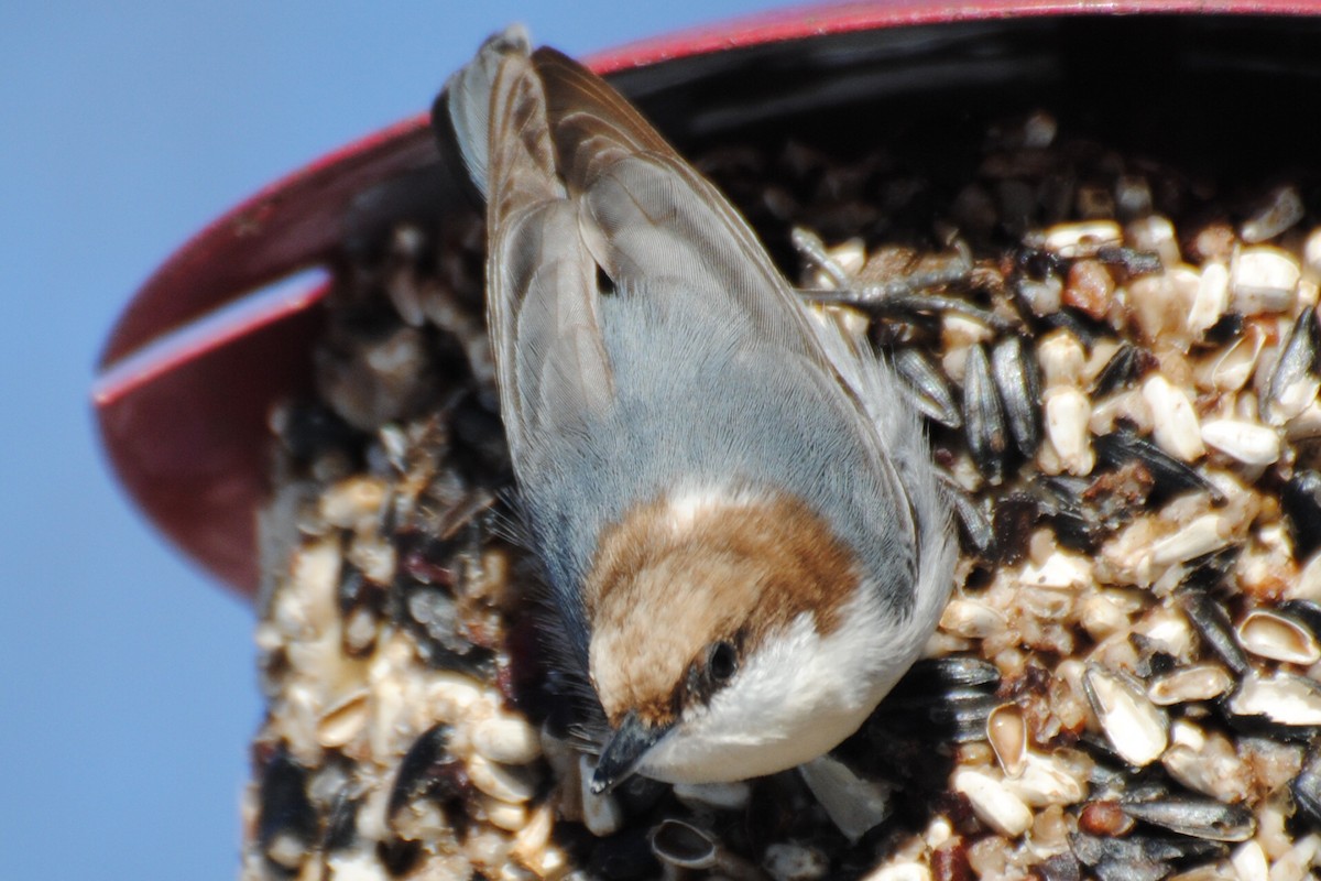 Boz Başlı Sıvacı - ML650998572