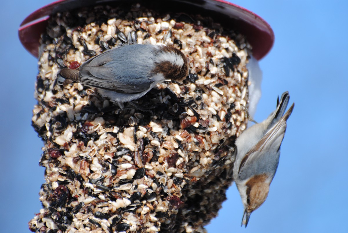 Boz Başlı Sıvacı - ML650998574