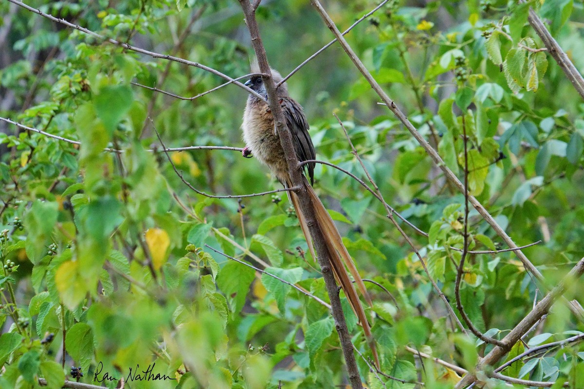 Бурокрылая птица-мышь - ML650999165