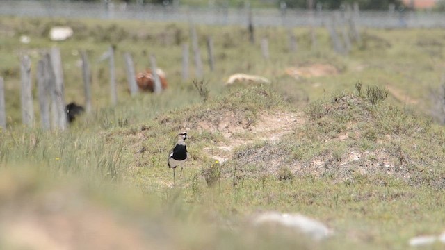 Southern Lapwing - ML650999527