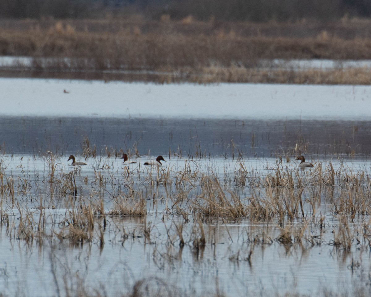 Canvasback - ML650999868