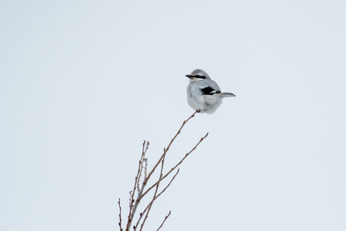 Northern Shrike - ML651000008