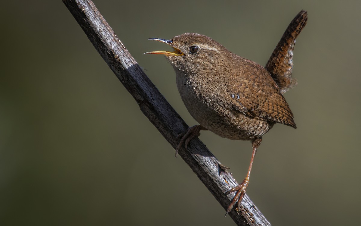 Troglodyte mignon - ML651000106