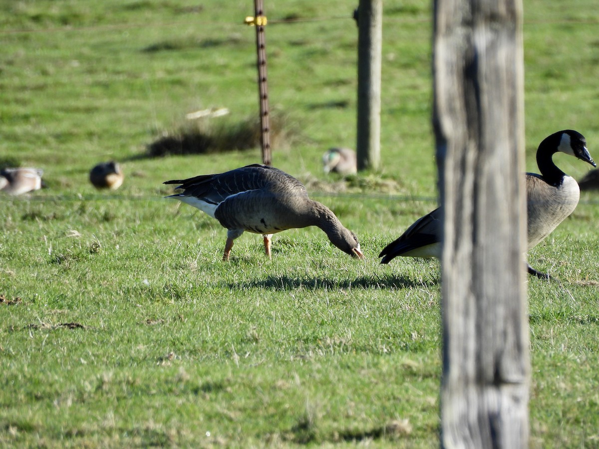 אווז לבן-מצח - ML651000496