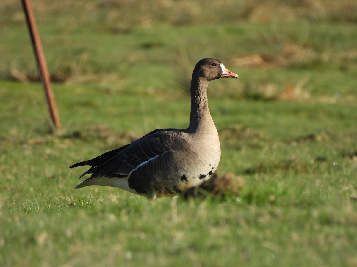 אווז לבן-מצח - ML651000497