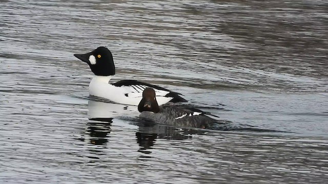 Гоголь - ML651000517