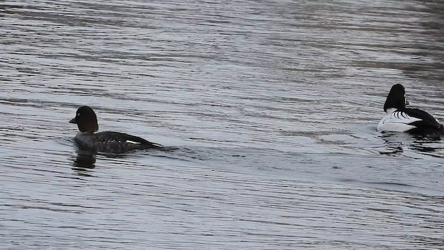 Гоголь - ML651000523