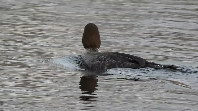 Гоголь - ML651000526