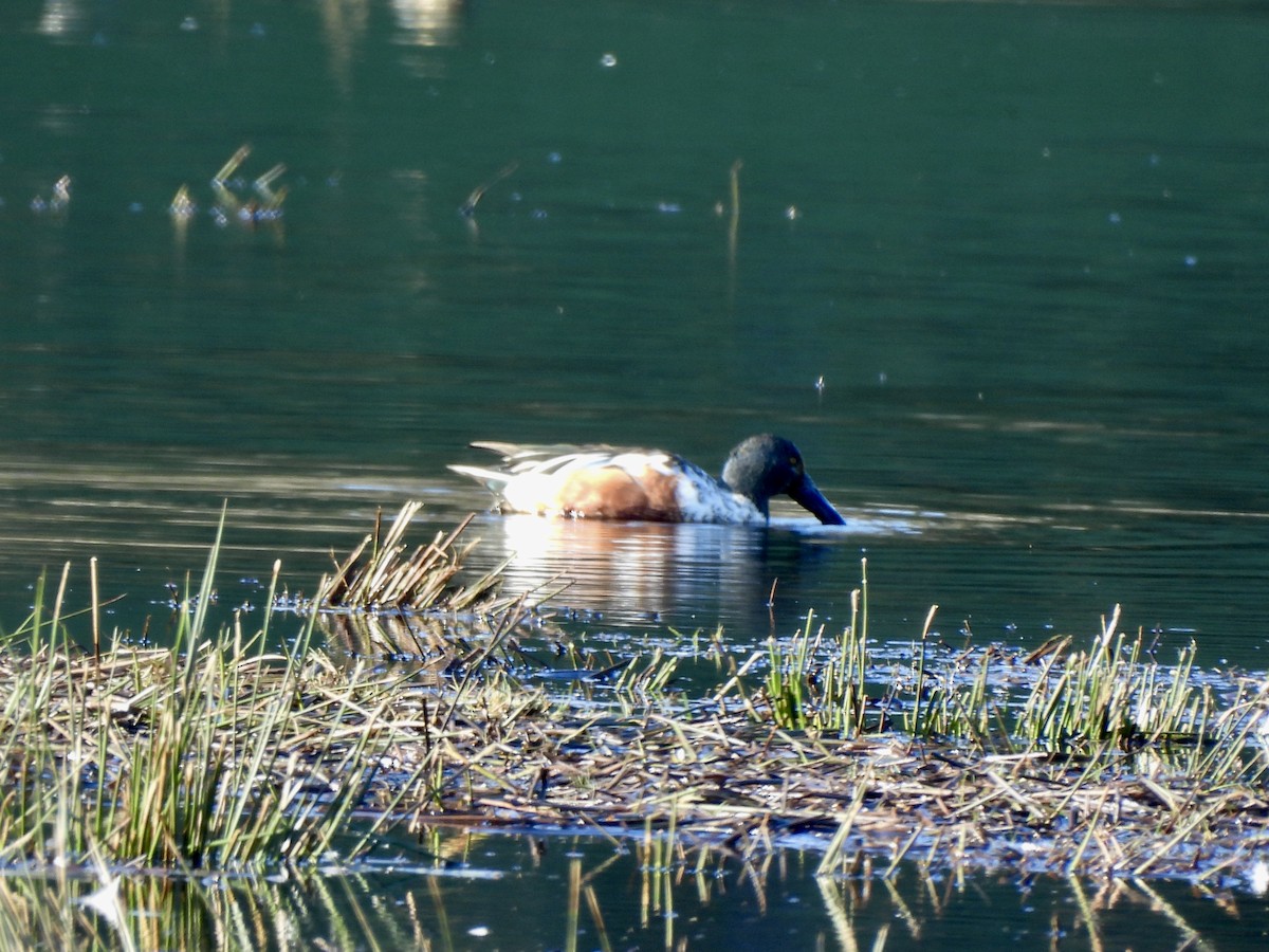 מרית צפונית - ML651000554