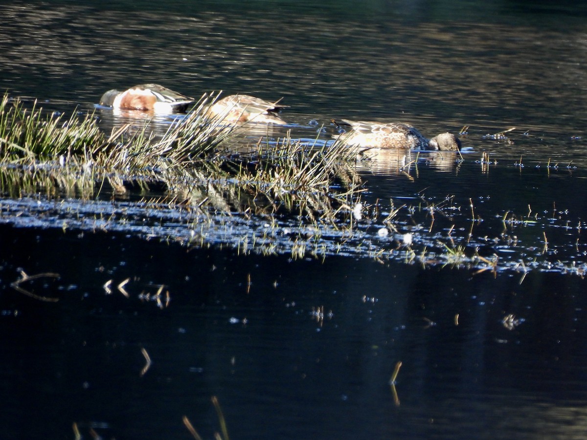מרית צפונית - ML651000555
