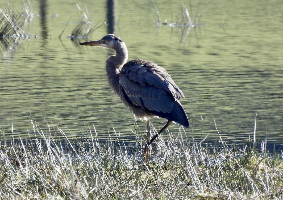 אנפה אמריקנית - ML651000586