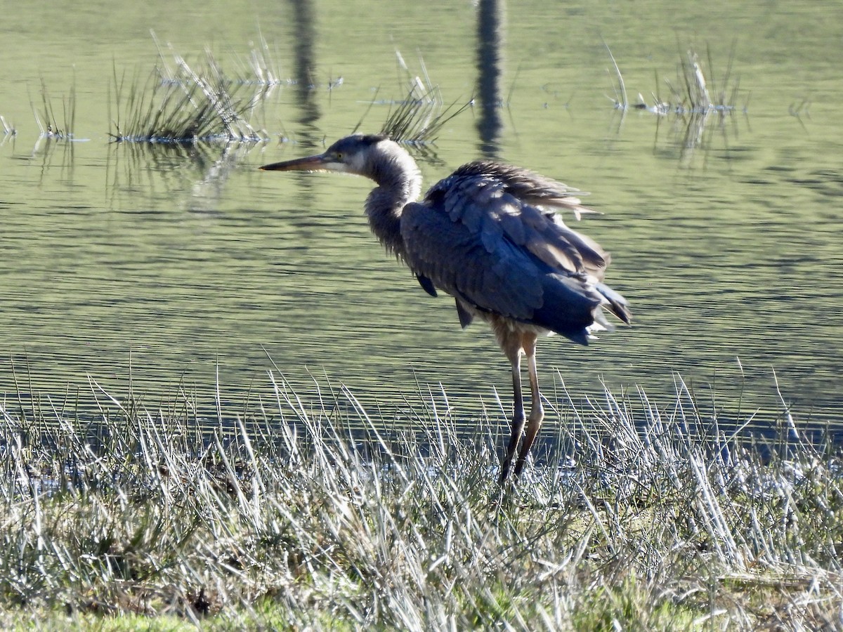 אנפה אמריקנית - ML651000587