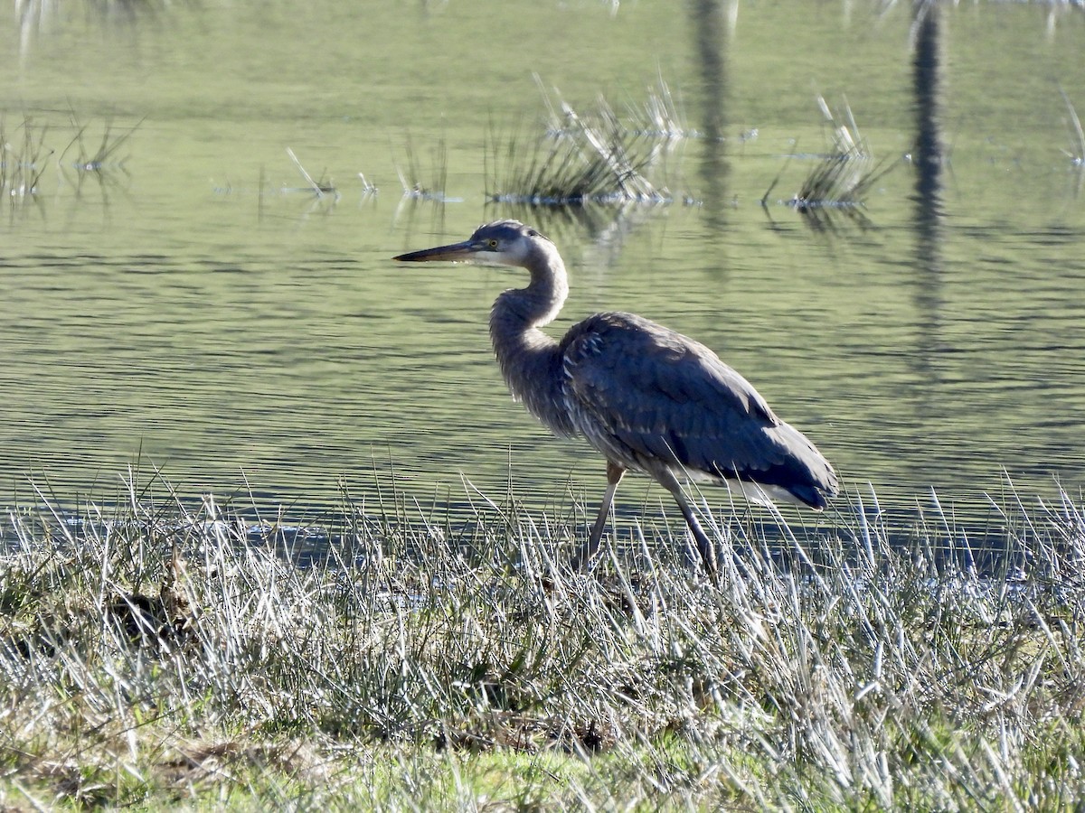 אנפה אמריקנית - ML651000588