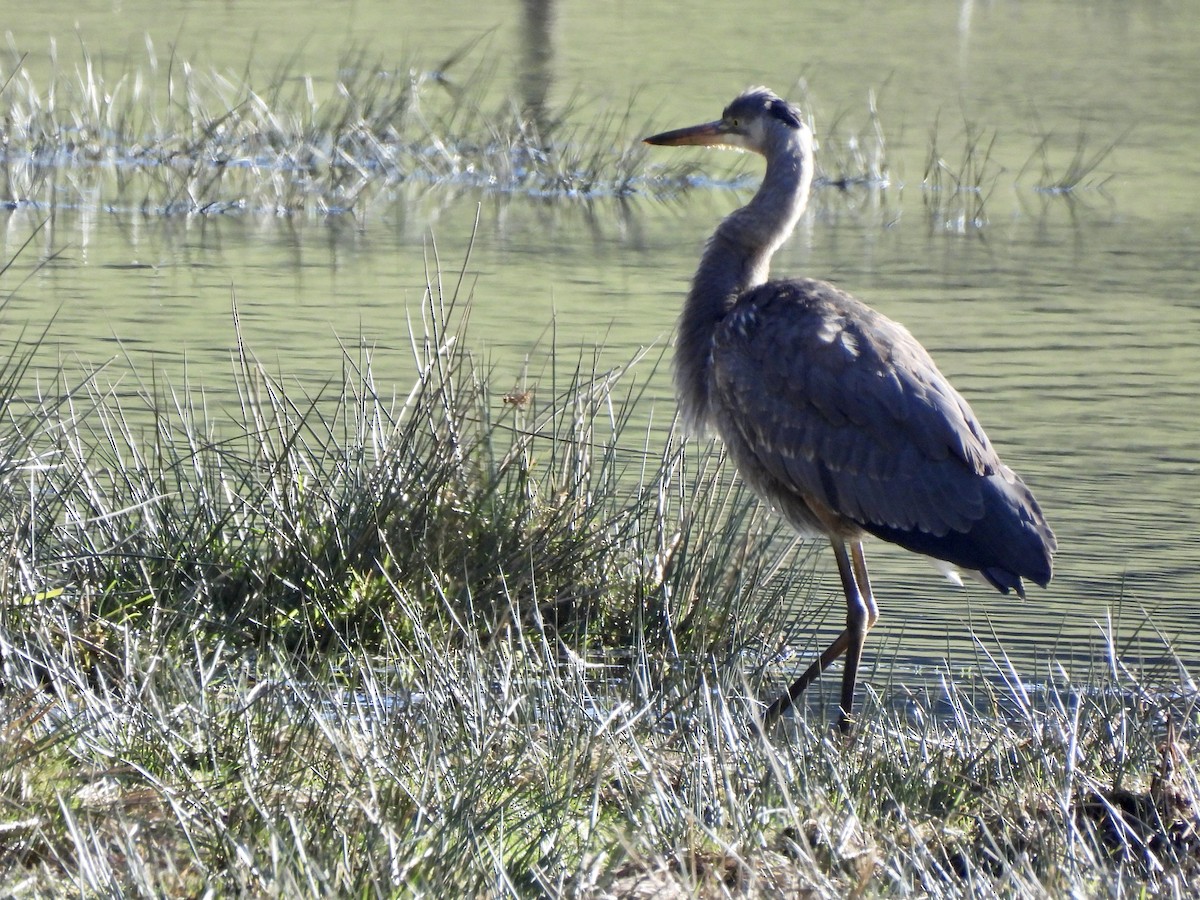 אנפה אמריקנית - ML651000589