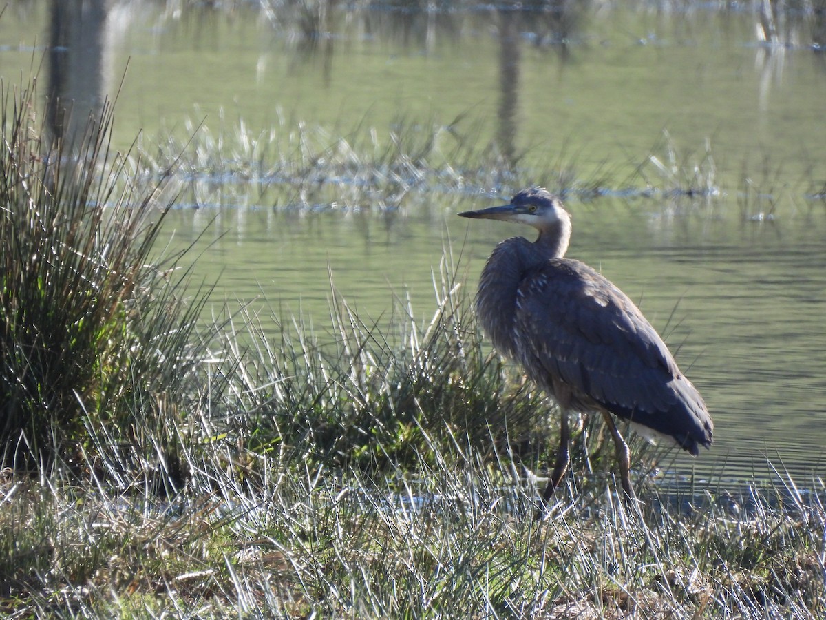 אנפה אמריקנית - ML651000590