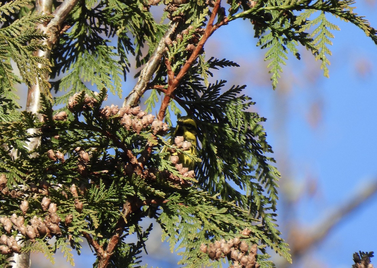 Townsend's Warbler - ML651000666