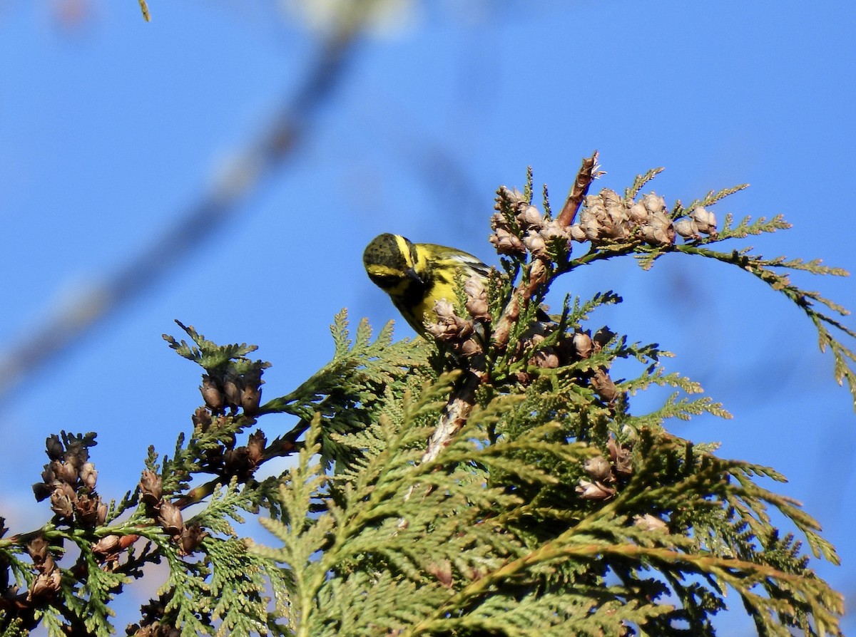 Townsend's Warbler - ML651000667