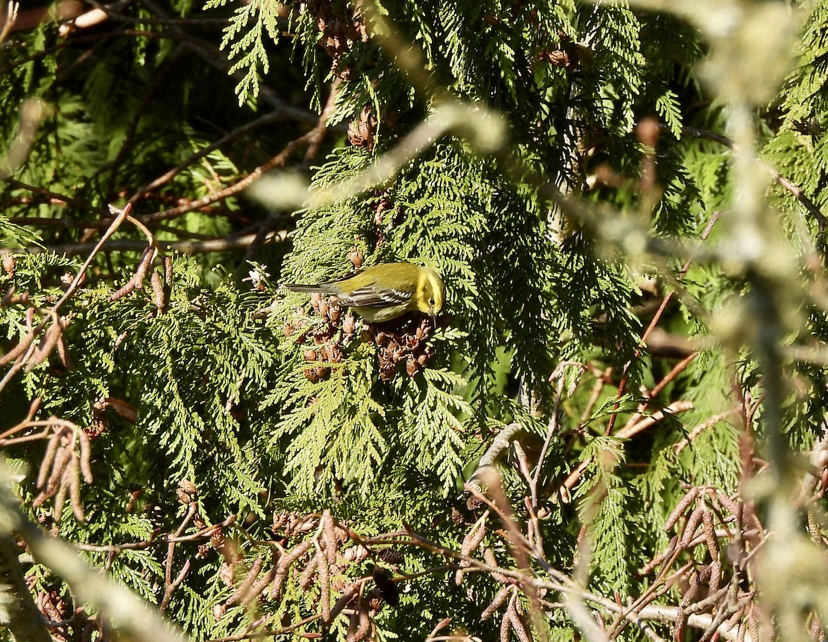 Townsend's Warbler - ML651000668