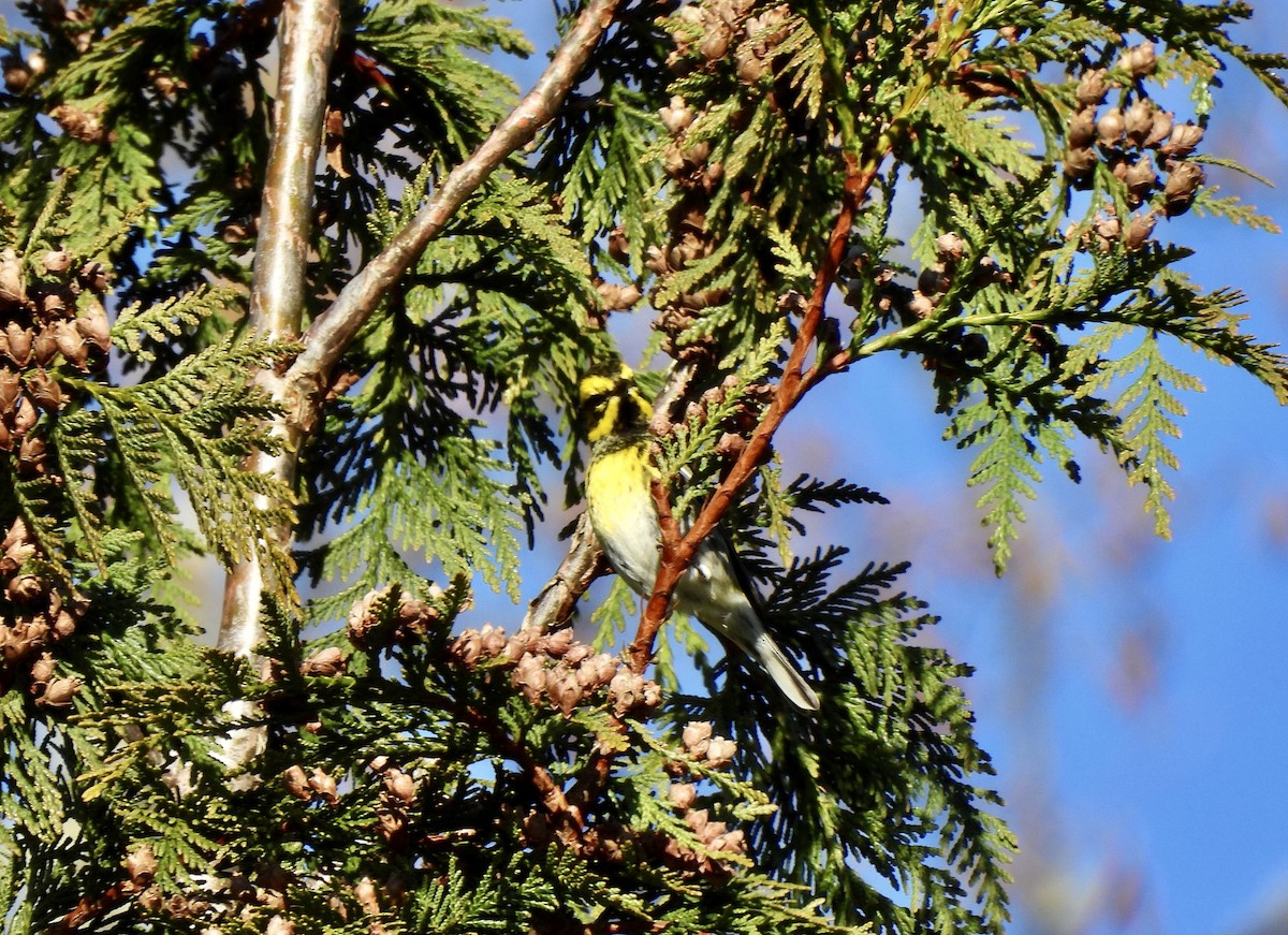 Townsend's Warbler - ML651000669