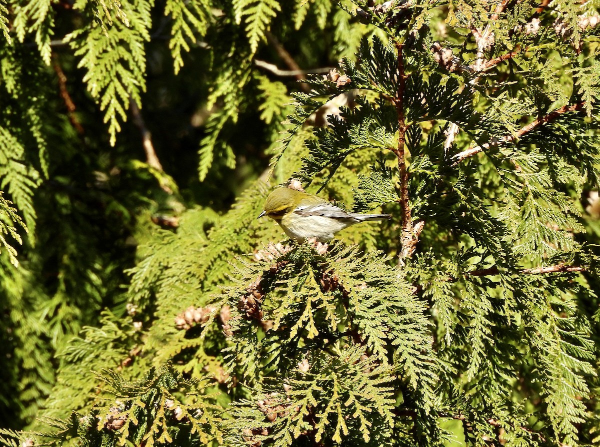 Townsend's Warbler - ML651000670