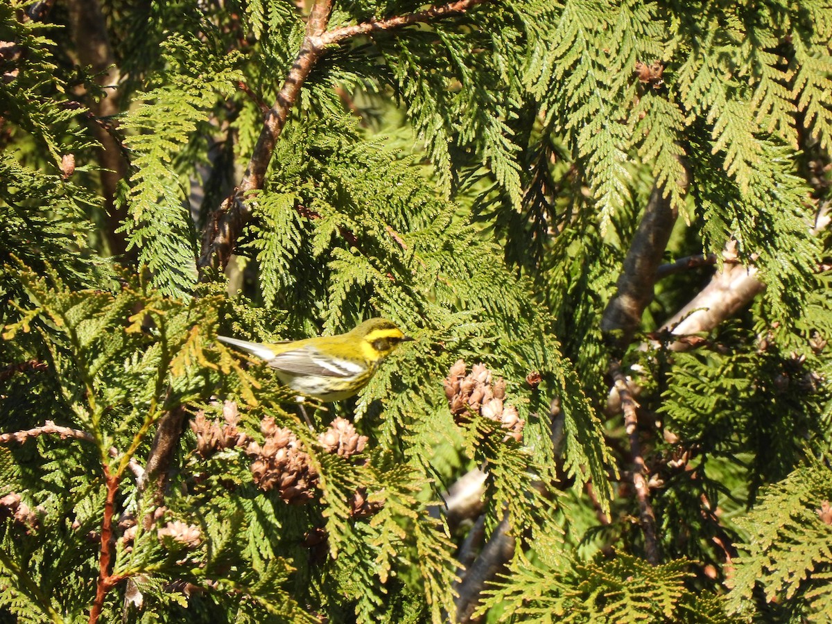 Townsend's Warbler - ML651000671