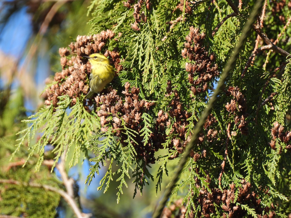 Townsend's Warbler - ML651000672