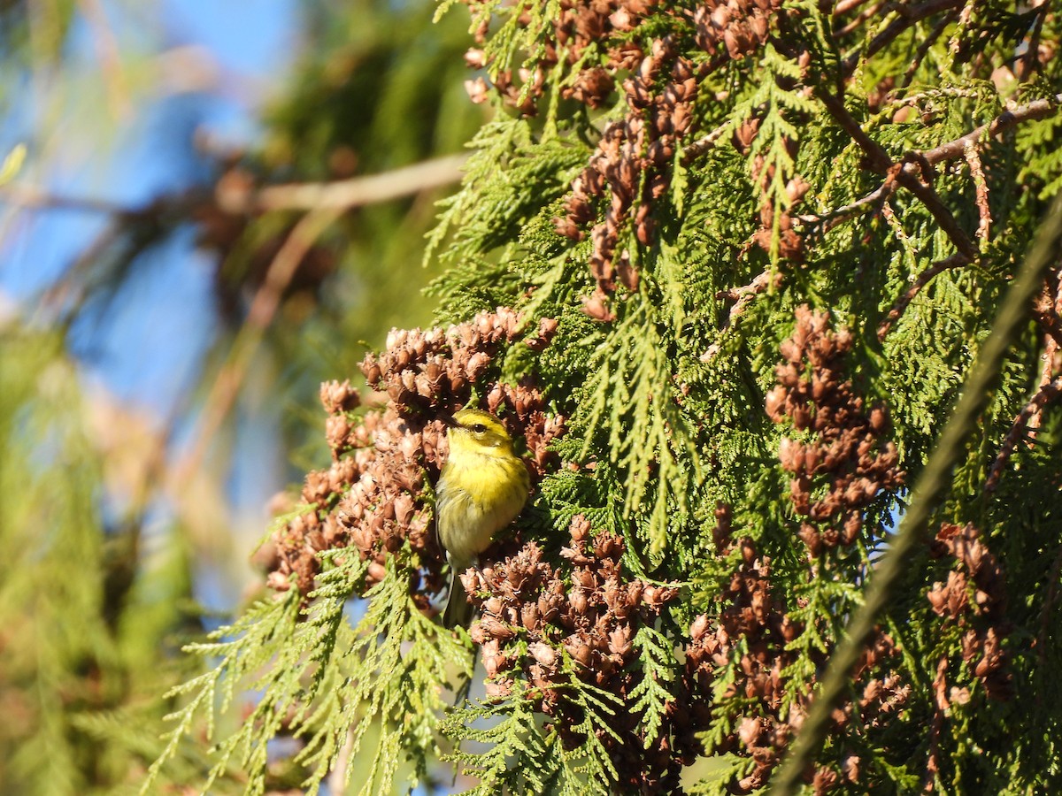 Townsend's Warbler - ML651000673