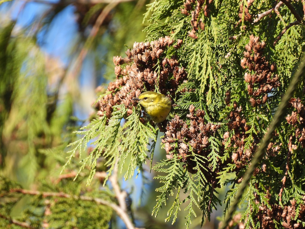 Townsend's Warbler - ML651000674