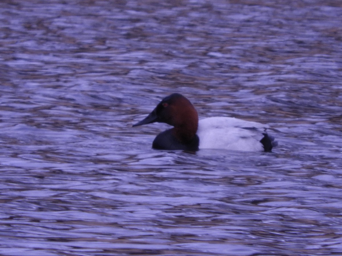Canvasback - ML651000882