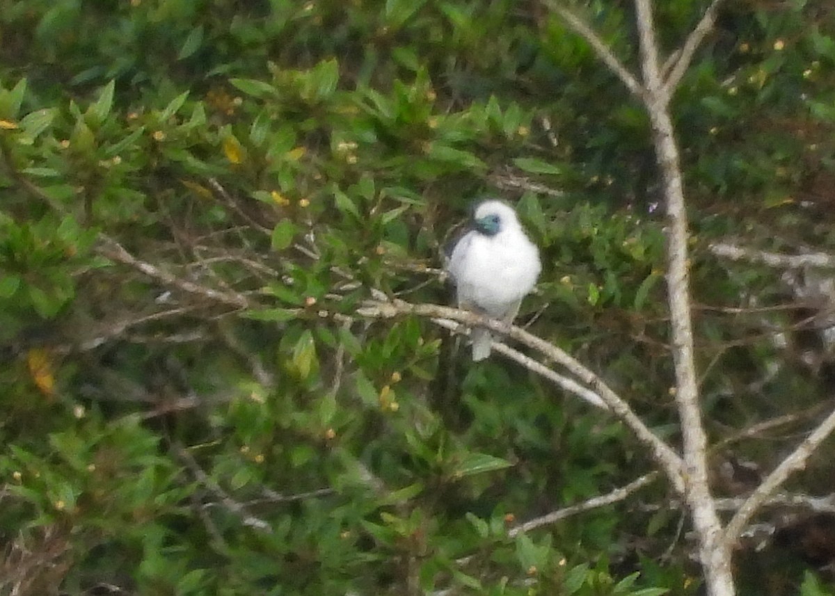 Bare-throated Bellbird - ML651000900