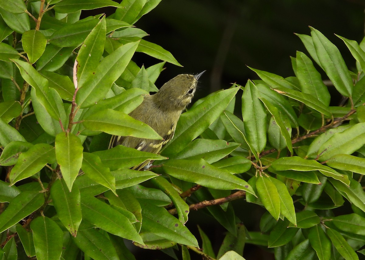 Mottle-cheeked Tyrannulet - ML651000922