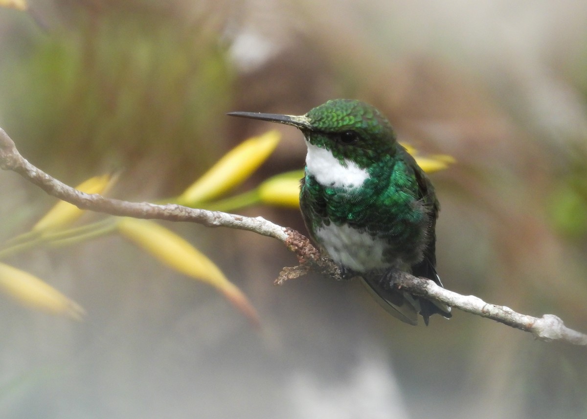 White-throated Hummingbird - ML651000952