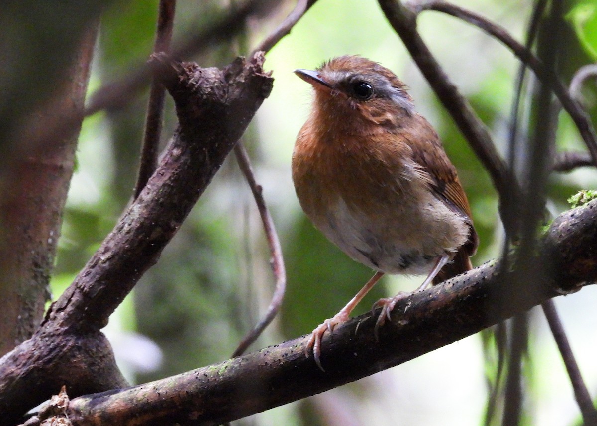 Rufous Gnateater - ML651001039