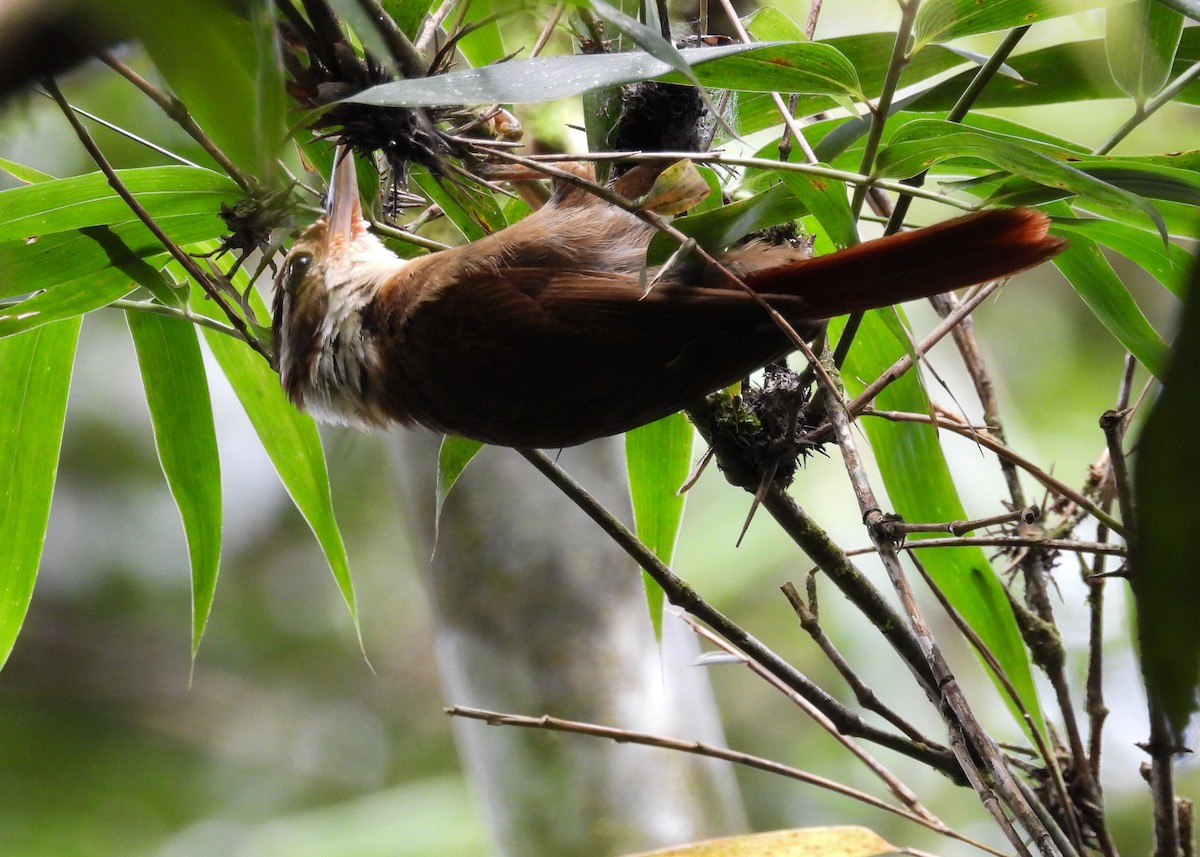 White-collared Foliage-gleaner - ML651001077