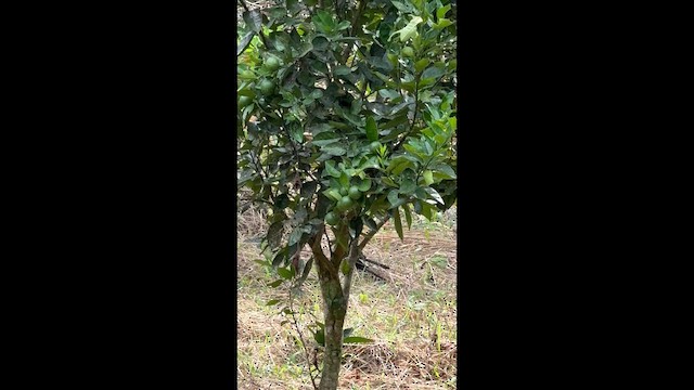 Groove-billed Ani - ML651001111