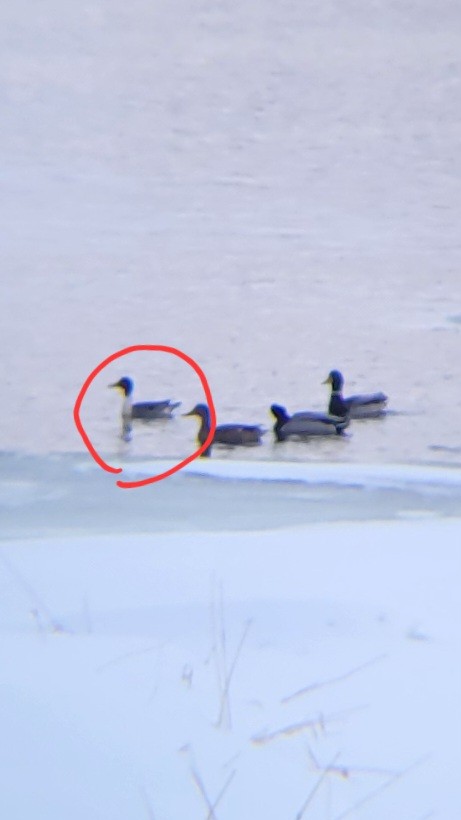 Northern Pintail - ML651001128