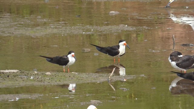 Black Skimmer - ML651001227