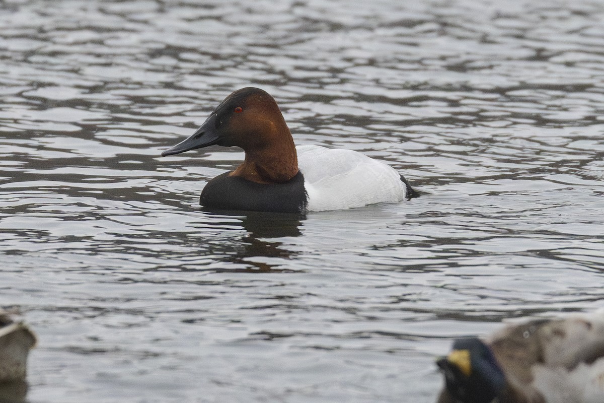 Canvasback - ML651001347