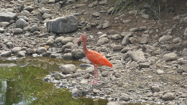 Scarlet Ibis - ML651001562