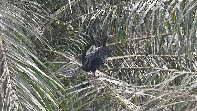 Anhinga - ML651001614